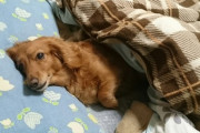 犬に布団取られる奴ｗｗｗｗｗｗｗｗｗｗｗｗｗｗｗｗｗｗ