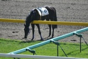【競馬】なんで馬って馬場の芝食べないの？