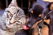 一匹の飼い犬と、運命の出会いをした野良の子猫。仲良しの2匹を見た飼い主が出した決断が優しかった（イタリア）