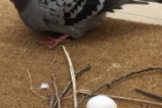 鳩「卵用の巣か…ふぅ、まぁこんなもんでええやろ」