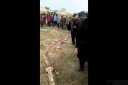 【本物か？】中国で龍の白骨化死骸が見つかる