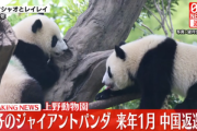 上野動物園の双子パンダ｢シャオシャオ｣と｢レイレイ｣､1月末に中国に返還 国内パンダ0に