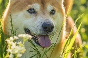 【画像】うちの柴犬、散歩中にお気に入りの場所を見つけたようです…これはいい笑顔www