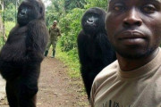 【動画】白人まんさん、ゴリラに暴行され死亡