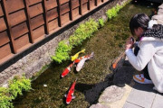 韓国人「どんだけ水がきれいなのか…日本のコイが泳ぐ町を見てみよう」