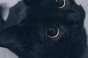 【画像】この二匹の黒猫どちらの方がかわいいの？