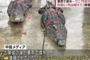 豪雨で増水…ワニ75匹が逃走　住民に「外出控えて」捕獲難航