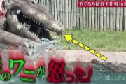 【悲報】狩野英孝さん、ワニに引きずり込まれて死にそうになる