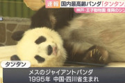 【訃報】 国内最高齢、ジャイアントパンダの「タンタン」天国へ　神戸・王子動物園