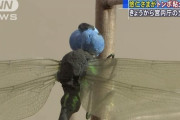 【画像】悠仁さまが作った粘土のトンボが凄すぎるｗｗ
