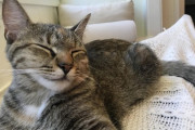 【どうぶつ画像】ねむねむキジトラ、クッションでごろごろキジトラ、ねこ2匹でハート作成 ほか【再】