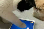 ネコが「タブレット」で遊んでいた。お魚さんを「えいっ！」→ すると同居猫はこうした…