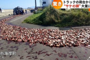 【動画】函館の海岸に打ち上げられた一面イワシの光景、想像の2.8倍はすごい