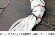 【日本海】福井県で深海魚の「アカグツ」と「ダイオウイカ」を発見！石川県では「リュウグウノツカイ」2匹を生きたまま捕獲