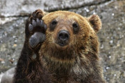 クマ牧場の歴代ボス紹介面白いよ