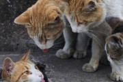 【ねこ画像】舌ぺろねこ、廊下を走るねこ、ねこ部屋のねこと外のねこ ほか