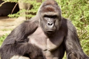 海外「ティンダー見てるの？」スマホに釘付けのゴリラが何だか切ない