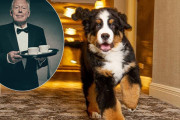犬好き必見！高級リゾートホテルが看板犬にお仕えする「執事」を募集（アメリカ）