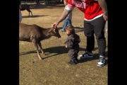 【悲報】奈良の鹿さん、子供に頭突きをカマして欧米で大炎上するｗｗｗｗ