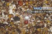 【石川】市街地に出没のクマ 胃の内容物などの大半が柿の実