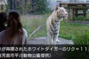 識者「那須サファリパーク襲撃虎。世界で30頭の超稀少種だから殺処分できん」