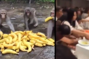【動画】中国人さん　マナーでお猿さんに負けてしまう・・・
