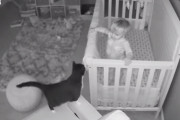 猫と赤子の密会現場が監視カメラにとらえられる。ピロートークを繰り広げていた模様（アメリカ）