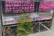 【悲報】違法ゲーミングメダカ、用水路に放流されてしまうｗｗｗｗｗ