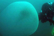 【画像】ノルウェー近海の海中に漂う1mの謎の物体、遂に正体が判明するｗｗｗｗｗｗｗｗｗ