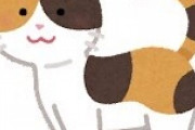 【画像】猫好き男性の『好きなぬこランキング』発表ｗｗｗ