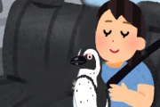 Youtuberさん「ペンギンの赤ちゃん抱いて車乗ったよｗ」ﾊﾟｼｬﾘ