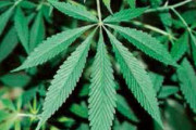 大麻栽培で逮捕された会社員「酒やたばこの方が体に悪い」