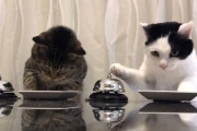 ベルを押せば餌をもらえると教えてしまった日本の猫映像が面白すぎると海外大絶賛