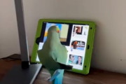 【動画】インコ、タブレットを使いこなす