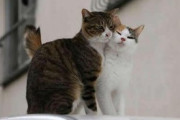 【ねこ画像】飼い主さんに抱きついてバイクに乗る猫さん…キリッとしたお顔ですwww