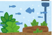 オトシンが餌食べないから昆布とかほうれん草入れた結果 → 水槽崩壊・・・・・・・
