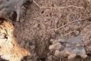 【動画】メキシコのかくれんぼがヤバすぎる。ほぼ生き埋め…