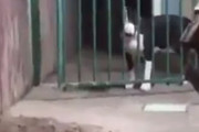 「助けてくれ！」、「またお前か！」フェンスの向こうにいる犬が仲間の犬に助けを求めるのだが...