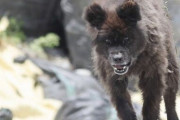 【画像】福島県でクマと野犬と馬のハイブリッドした生物が発見されるｗｗｗｗ