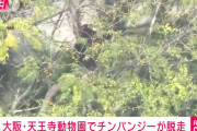 【大阪】チンパン脱走！！！！やばい