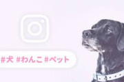 突然家に知らない女性が我が家の犬を勝手にインスタグラムに投稿した事を謝罪しに来た。てかなんで家知ってるの…