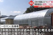 【高級ぶどう】韓国に流出「ルビーロマン」　石川県が韓国当局に名称登録取り消し申請　現在韓国の３１農業者が生産や販売