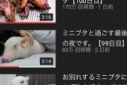 【朗報】100日後に死ぬ豚、衝撃の『101日目』動画が上がるｗｗｗｗｗ