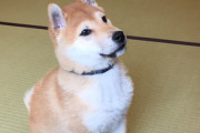 【画像】柴犬さん、うぴョ〜となってしまう…ぬいぐるみみたいでたまらんwww