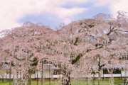 2023年、京都醍醐寺の桜が早くも満開！見逃せない美しさに注目