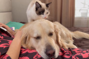凄腕マッサージ師？！仲良しの猫に背中を揉まれながら寝落ちしそうなゴールデンレトリバーにほっこり