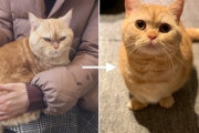 【画像】野良猫→飼い猫になった時の表情の変化がこちらwwww