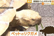 岐阜県職員が保護したリクガメを殺処分　飼い主に謝罪と24万3000円の賠償