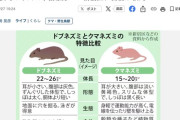 新宿「カラス撲滅します！」→ネズミ大量発生で阿鼻叫喚