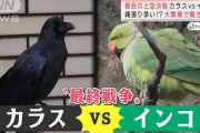 東京上空で日夜繰り広げられる空中戦…インコvsカラス──最終戦争勃発へ